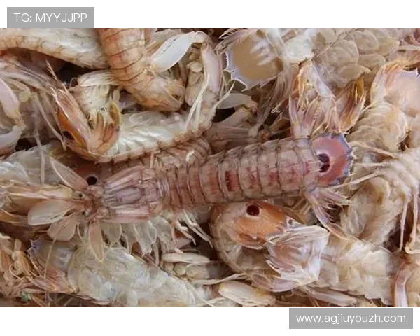 金鲨银鲨：海底宝藏的发现与保护，推动海洋生态环境的可持续发展